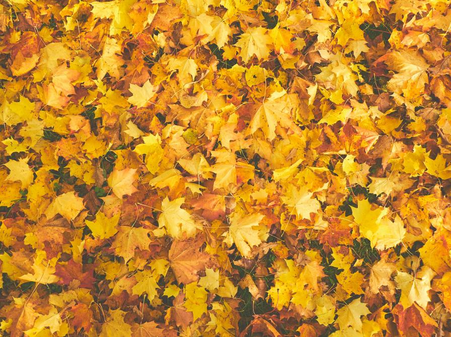 Løvfald. Fotokreditering: Kadri-Vosumae for Pexels.